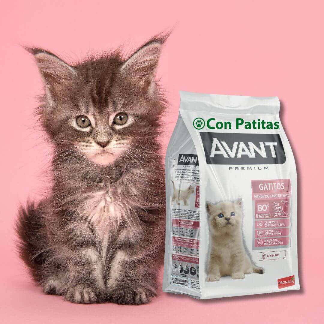 Avant Gatitos