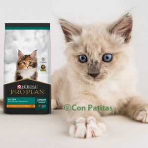 Pro Plan Kitten gatitos